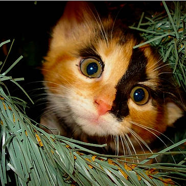 Ashes is registered to the contest to win money with this photo: animal, calico, cat, close_up, closeup, curious, cute, exploring, eyes, face, fur, greenery, kitten, nature, outdoor, pet, pine_needles, playing, small, whiskers