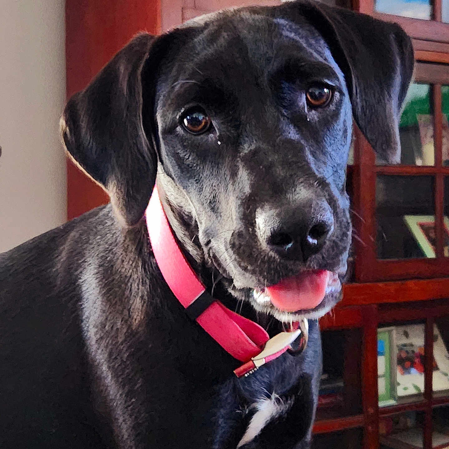 Rosie joined the competition — help win amazing prizes! animal, canine, dog, greatdane, hound, labradorretriever, pet, pointer, puppy