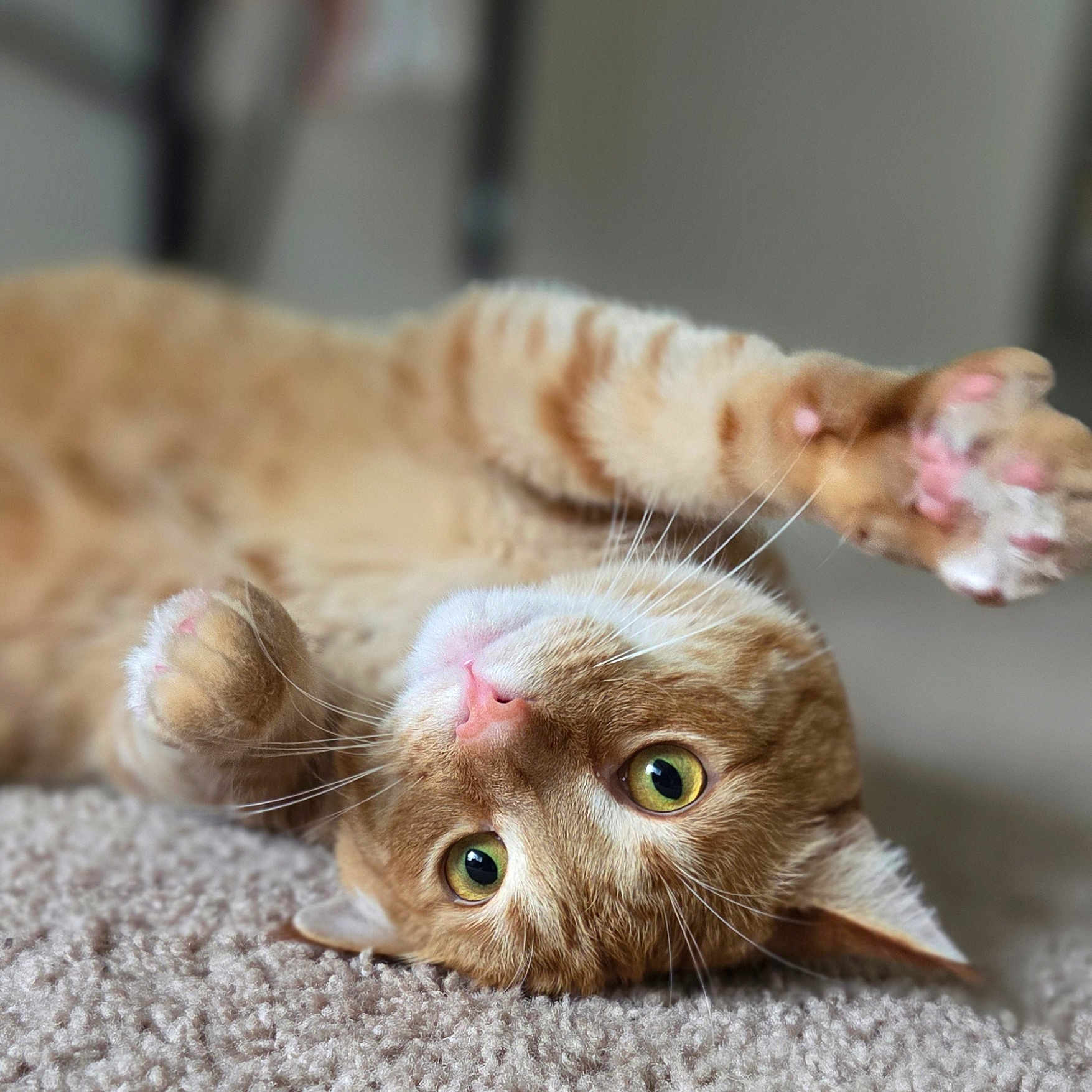 Cheeto