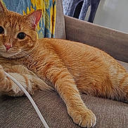 Cheeto is registered to the contest to win money with this photo: cat, orange_tabby, pet, feline, animal, couch, indoors, living_room, relaxed, lying_down, staring, whiskers, ears, paws, tail, fur, striped, charging_cable, furniture, portrait