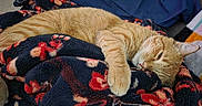 Cheeto is registered to the contest to win money with this photo: cat, orange_tabby, sleeping, lying_down, pet, feline, fur, whiskers, ears, paws, striped_fur, cozy, blanket, floral_pattern, indoors, bed, relaxed, nap, close_up, portrait