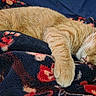 cat, orange_tabby, sleeping, lying_down, pet, feline, fur, whiskers, ears, paws, striped_fur, cozy, blanket, floral_pattern, indoors, bed, relaxed, nap, close_up, portrait