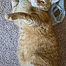 Cheeto joined the competition — help win amazing prizes! cat, orange_cat, tabby, pet, feline, lying_down, relaxed, indoor, carpet, plastic_bag, green_bag, whiskers, ears, paws, tail, fur, animal_portrait, overhead_view, human_feet, home