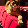 Cheeto joined the competition — help win amazing prizes! cat, ginger_cat, feline, pet, animal, whiskers, ears, paws, fur, orange_fur, lounging, lying_down, red_blanket, bed, indoor, portrait, sunlight, shadows, front_view, cozy