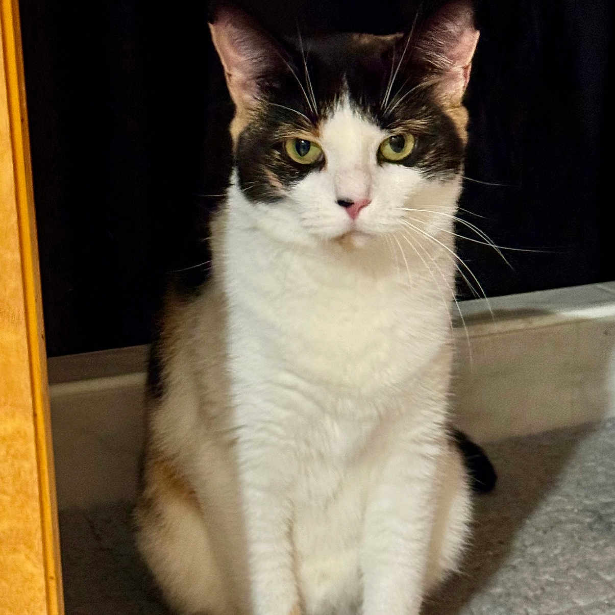 Callie joined the competition — help win amazing prizes! animal, calm, carpet, cat, closeup, domestic, ears, eyes, face, feline, fur, furniture, indoor, mammal, paw, pet, portrait, quiet, sitting, whiskers
