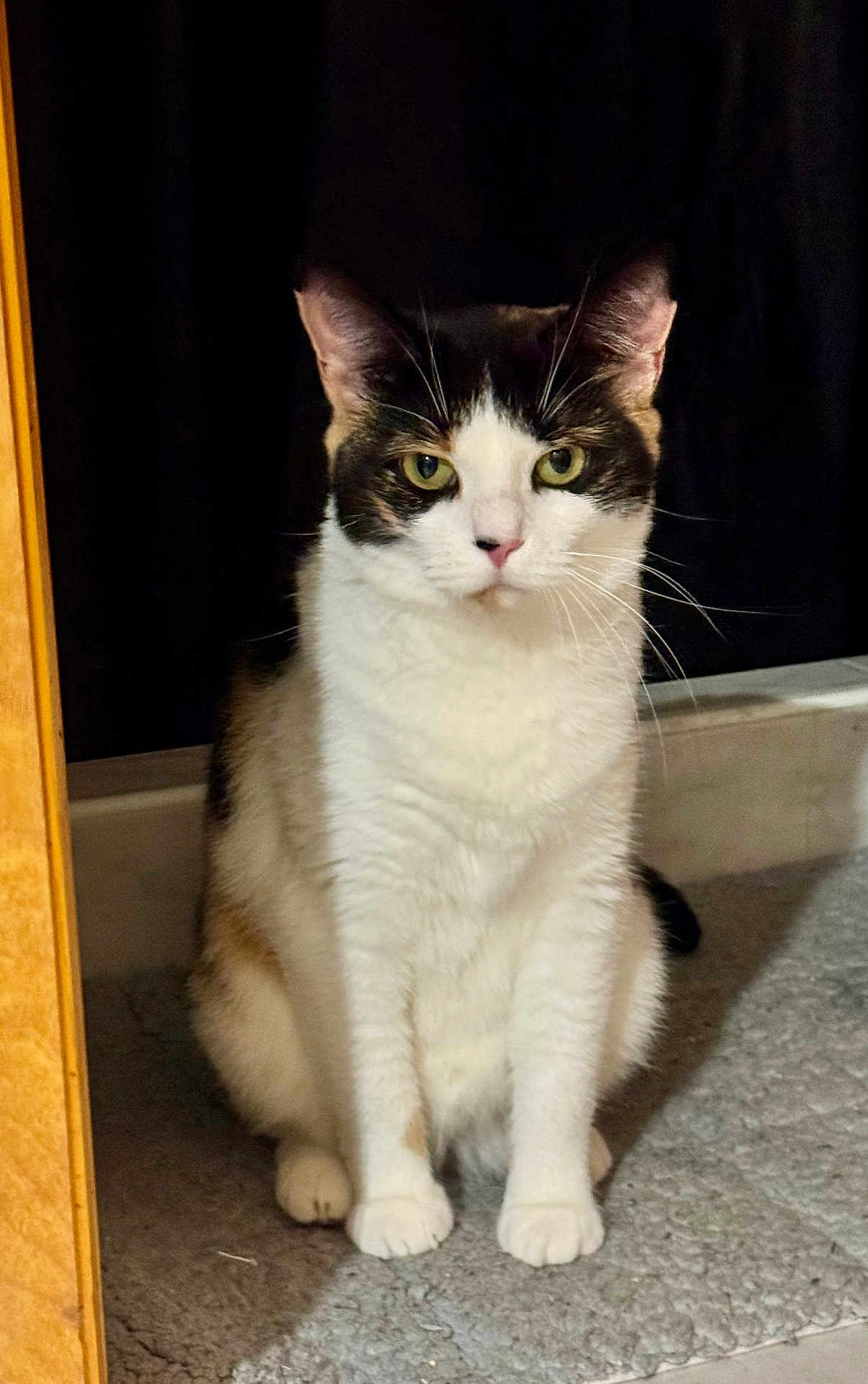 Callie