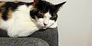 Callie is registered to the contest to win money with this photo: animal, armrest, calico_cat, cat, close_up, contemplative, couch, domestic_animal, ears, feline, fur, gray_couch, home, indoor, pet, quiet, relaxed, resting, whiskers, white_wall