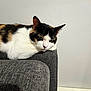 animal, armrest, calico_cat, cat, close_up, contemplative, couch, domestic_animal, ears, feline, fur, gray_couch, home, indoor, pet, quiet, relaxed, resting, whiskers, white_wall