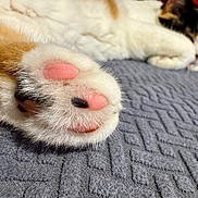 Callie is registered to the contest to win money with this photo: animal, bed, black_paw_pad, blanket, blurred_background, cat, close_up, cozy, cute, feline, fur, paw, pet, pink_paw_pads, relaxed, resting, sleeping, soft, texture, whiskers