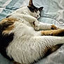 Callie is registered to the contest to win money with this photo: animal, bed, blanket, calm, cat, comfort, cozy, cute, domestic_animal, feline, fur, indoor, paws, pet, relaxed, resting, sleeping, soft, striped, whiskers