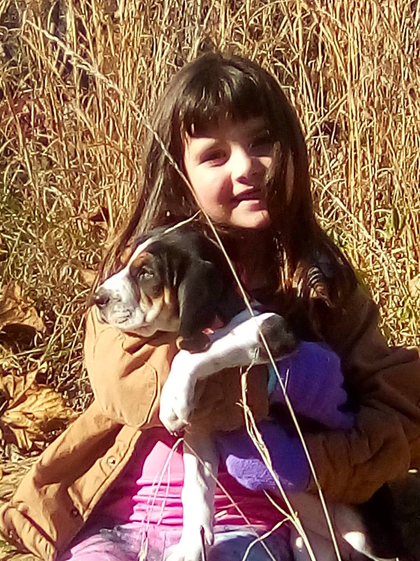 Aubree is registered to the contest to win money with this photo: canidae, carnivore, cool, dog, dog_breed, dog_walking, fawn, grass, happy, love, person, puppy, puppy_love, sporting_group