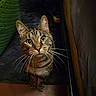 cat, tabby, whiskers, curious, indoor, closeup, pet, animal, feline, portrait, eyes, brown, striped, floor, plastic, basket, curtain, dim, shadow, looking_up