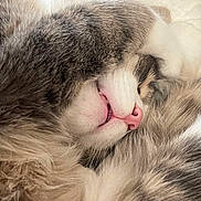 Duke is registered to the contest to win money with this photo: cat, close_up, fluffy, fur, pink_nose, paw, sleeping, cozy, cute, whiskers, animal, pet, relaxed, muzzle, indoor, soft, feline, face_covered, resting, domestic_cat