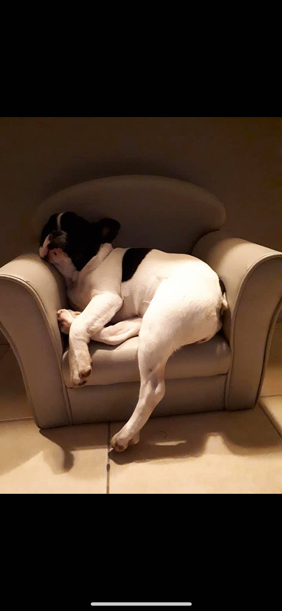 Only participe au concours pour gagner de l'argent avec cette photo : abdomen, art, art_model, automotive_design, barechested, comfort, companion_dog, couch, flooring, foot, furniture, human_leg, interior_design, knee, leg, linens, living_room, room, thigh, trunk