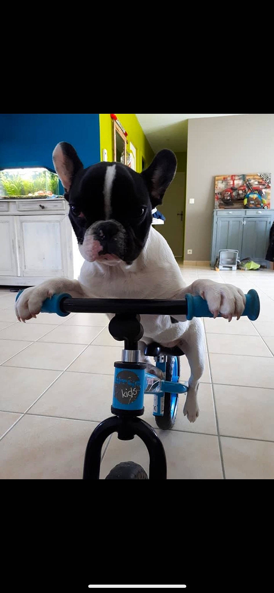 Only participe au concours pour gagner de l'argent avec cette photo : boston_terrier, bulldog, canidae, carnivore, companion_dog, dessert, dog, dog_breed, electric_blue, fictional_character, machine, non_sporting_group, personal_protective_equipment, shelf, snout, sporting_group, toy_dog, working_animal