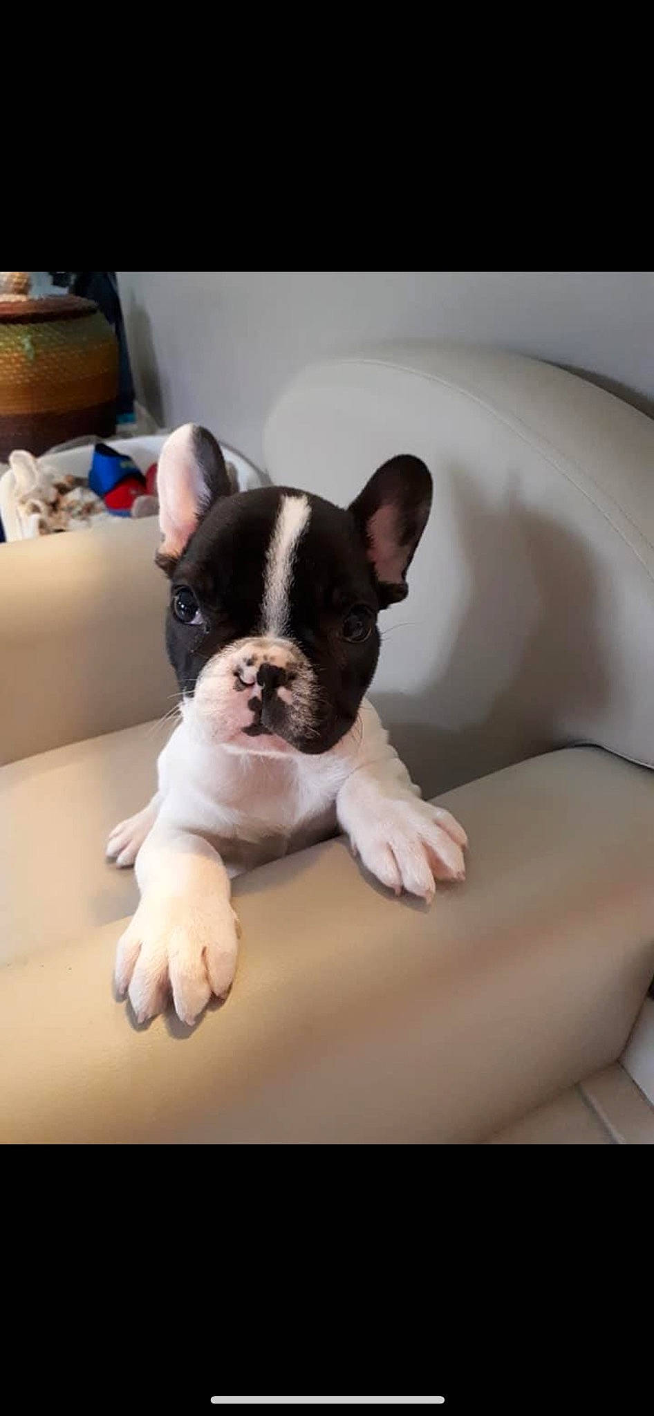 Only participe au concours pour gagner de l'argent avec cette photo : boston_terrier, box, bulldog, canidae, carnivore, comfort, companion_dog, dog, dog_breed, ear, fawn, french_bulldog, shipping_box, snout, sporting_group, terrestrial_animal, toy_dog, vertebrate, whiskers, working_animal