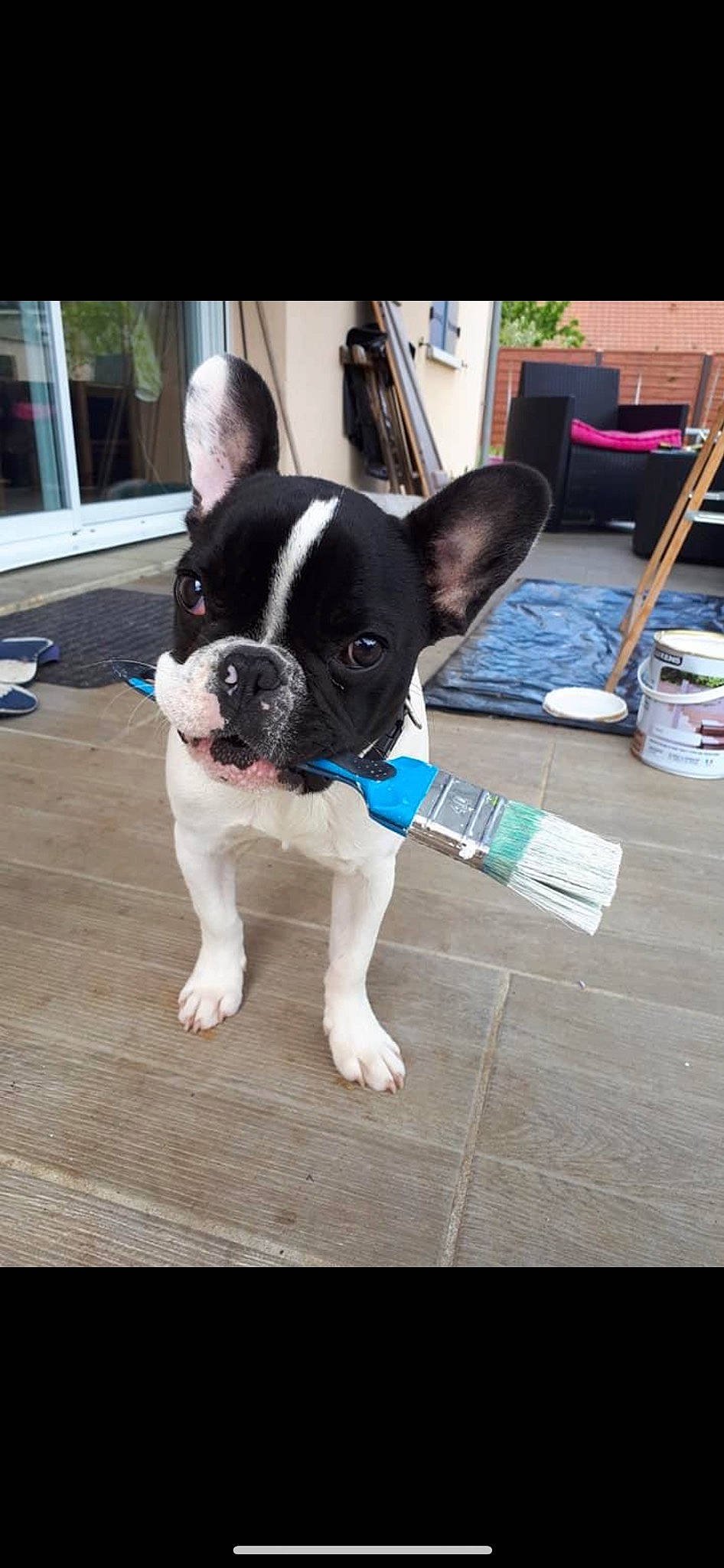 Only a rejoint le concours — aidez-le/la à gagner de superbes lots ! boston_terrier, canidae, carnivore, chair, companion_dog, dog, dog_breed, fawn, flooring, grass, hardwood, non_sporting_group, snout, sporting_group, tail, terrestrial_animal, toy_dog, whiskers, wood, working_animal