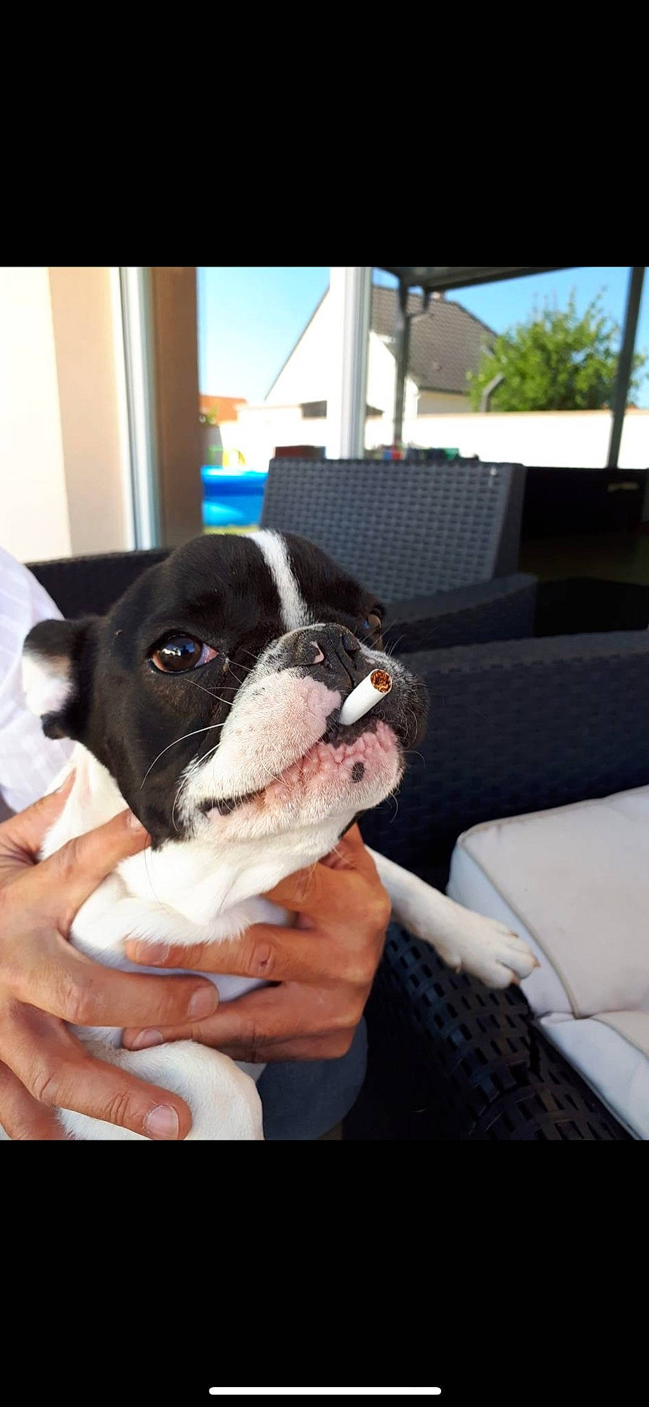 Only participe au concours pour gagner de l'argent avec cette photo : bored, boston_terrier, canidae, carnivore, comfort, companion_dog, couch, dog, dog_breed, fawn, nail, non_sporting_group, palm_tree, plant, sky, snout, sporting_group, tree, window, working_animal