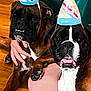 Izzy joined the competition — help win amazing prizes! dog, boxer_dog, party_hat, birthday, pet, animal, indoor, floor, wooden_floor, hand, celebration, cute, two_dogs, brown_dog, black_dog, white_markings, sitting, tongue_out, happy, close_up