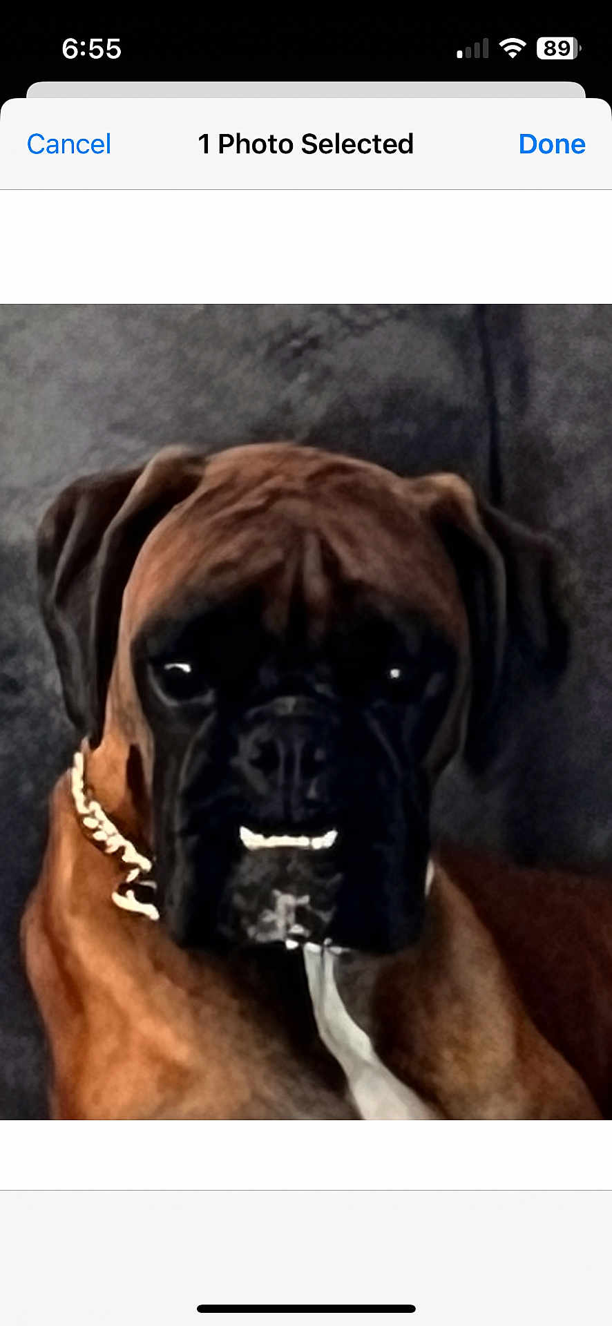 Izzy is registered to the contest to win money with this photo: dog, boxer, brown, pet, collar, chain, face, portrait, animal, sitting, indoors, couch, furniture, canine, mammal, closeup, fur, ears, expression, domestic_animal