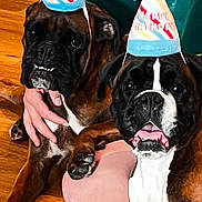 Izzy joined the competition — help win amazing prizes! dog, boxer_dog, birthday_hat, party, pet, animal, indoor, wooden_floor, hand, celebration, cute, canine, companion, two_dogs, brown, black, white, friendship, happy, playing