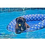 Izzy is registered to the contest to win money with this photo: dog, pool, water, inflatable_ring, paw_print_pattern, yellow_ball, relaxed, brown_dog, floating, swimming_pool, outdoor, pet, summer, toy, animal, leisure, wet, recreation, blue, fun