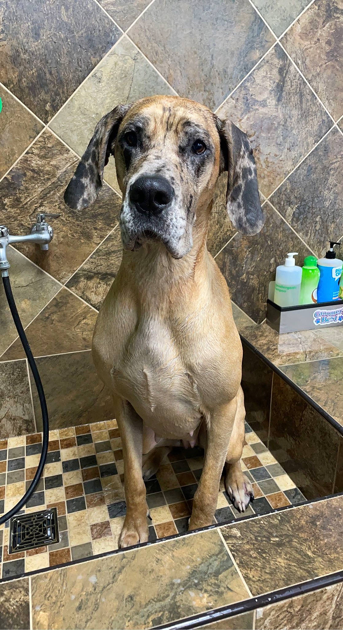 Sage is registered to the contest to win money with this photo: ancient_dog_breeds, canidae, carnivore, collar, companion_dog, dog, dog_breed, dog_collar, fawn, great_dane, guard_dog, metal, molosser, non_sporting_group, pet_supply, snout, terrestrial_animal, whiskers, working_animal, working_dog