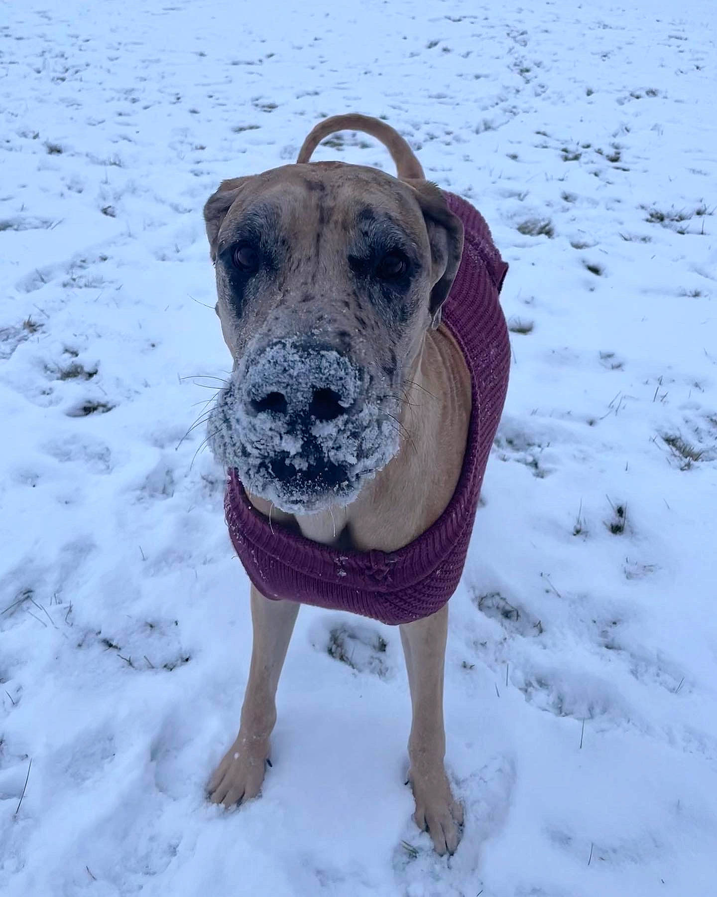 Sage is registered to the contest to win money with this photo: art, canidae, carnivore, collar, companion_dog, dog, dog_breed, dog_clothes, dog_collar, dog_supply, fawn, freezing, guard_dog, pet_supply, snout, snow, sporting_group, winter, working_animal, working_dog