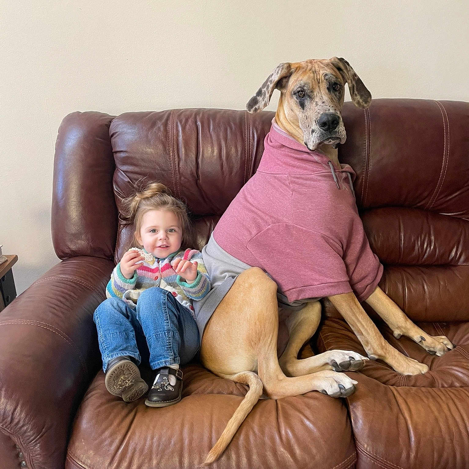Sage is registered to the contest to win money with this photo: canidae, carnivore, comfort, companion_dog, couch, dog, dog_breed, dog_supply, fawn, flooring, fur, furniture, lap, living_room, picture_frame, sitting, sofa_bed, studio_couch, toddler, working_animal