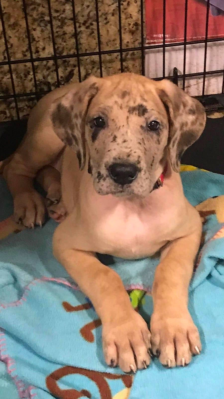 Sage is registered to the contest to win money with this photo: bookcase, carnivore, comfort, companion_dog, dog, dog_breed, dog_supply, fawn, guard_dog, molosser, non_sporting_group, pet_supply, shelf, sitting, snout, sporting_group, terrestrial_animal, working_animal, working_dog, wrinkle