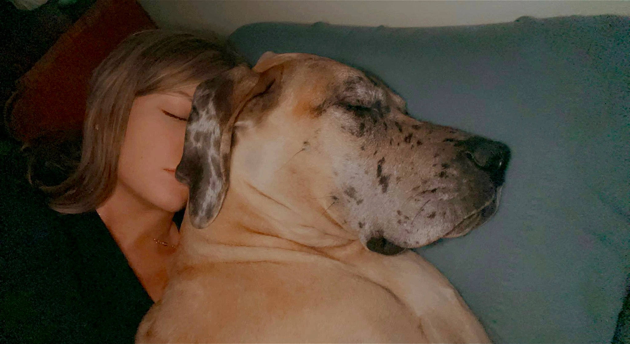 Sage joined the competition — help win amazing prizes! canidae, carnivore, comfort, companion_dog, dog, dog_breed, ear, fur, guard_dog, non_sporting_group, whiskers, working_dog