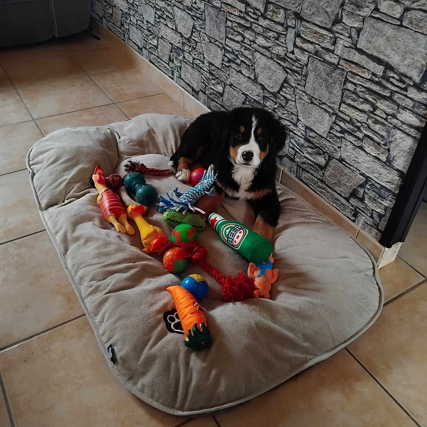 Vasco participe au concours pour gagner de l'argent avec cette photo : animal, appenzeller, architecture, building, canine, cat, cockerspaniel, couch, dog, dogbed, furniture, hound, indoors, livingroom, pet, pointer, puppy, room, tile, wall