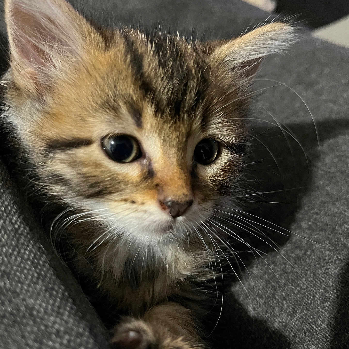 Grisou participe au concours pour gagner de l'argent avec cette photo : abyssinian, animal, cat, kitten, manx, pet, siamese