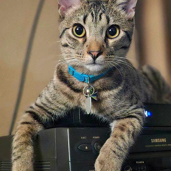 Pancake is registered to the contest to win money with this photo: abyssinian, accessories, animal, cat, computer, computerhardware, desk, electronics, furniture, hardware, kitten, laptop, manx, monitor, pc, pet, screen, speaker, strap, table