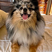Woogie joined the competition — help win amazing prizes! dog, fluffy, tongue_out, happy, bed, indoor, fur, panting, animal, pet, smiling, cozy, sunlight, wooden_blinds, furniture, nose, ears, paws, cute, companion