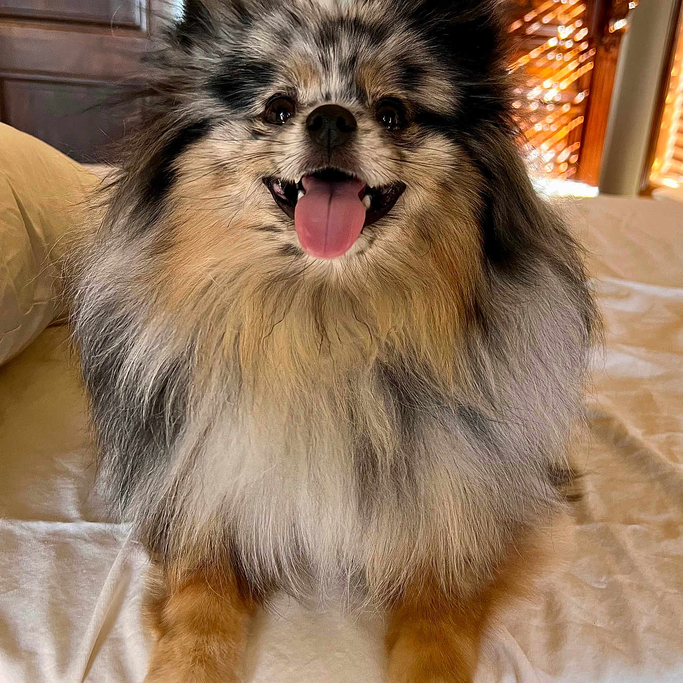 Woogie joined the competition — help win amazing prizes! animal, bed, companion, cozy, cute, dog, ears, fluffy, fur, furniture, happy, indoor, nose, panting, paws, pet, smiling, sunlight, tongue_out, wooden_blinds