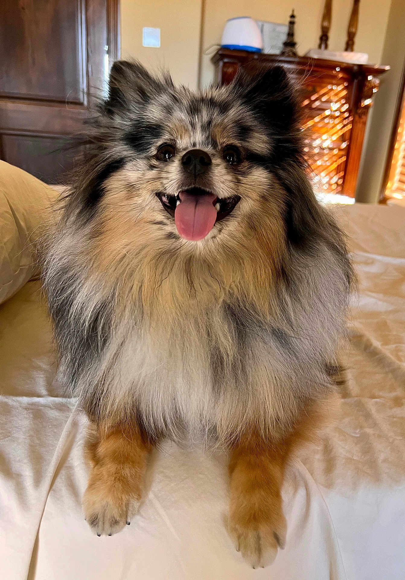 Woogie joined the competition — help win amazing prizes! dog, fluffy, tongue_out, happy, bed, indoor, fur, panting, animal, pet, smiling, cozy, sunlight, wooden_blinds, furniture, nose, ears, paws, cute, companion
