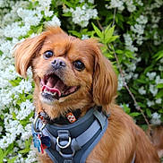 Hudson is registered to the contest to win money with this photo: dog, pet, brown_fur, harness, happy, outdoor, flowers, greenery, nature, canine, animal, cute, portrait, smiling, tongue, ears, collar, tag, fur, garden