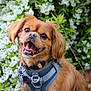 dog, pet, brown_fur, harness, happy, outdoor, flowers, greenery, nature, canine, animal, cute, portrait, smiling, tongue, ears, collar, tag, fur, garden