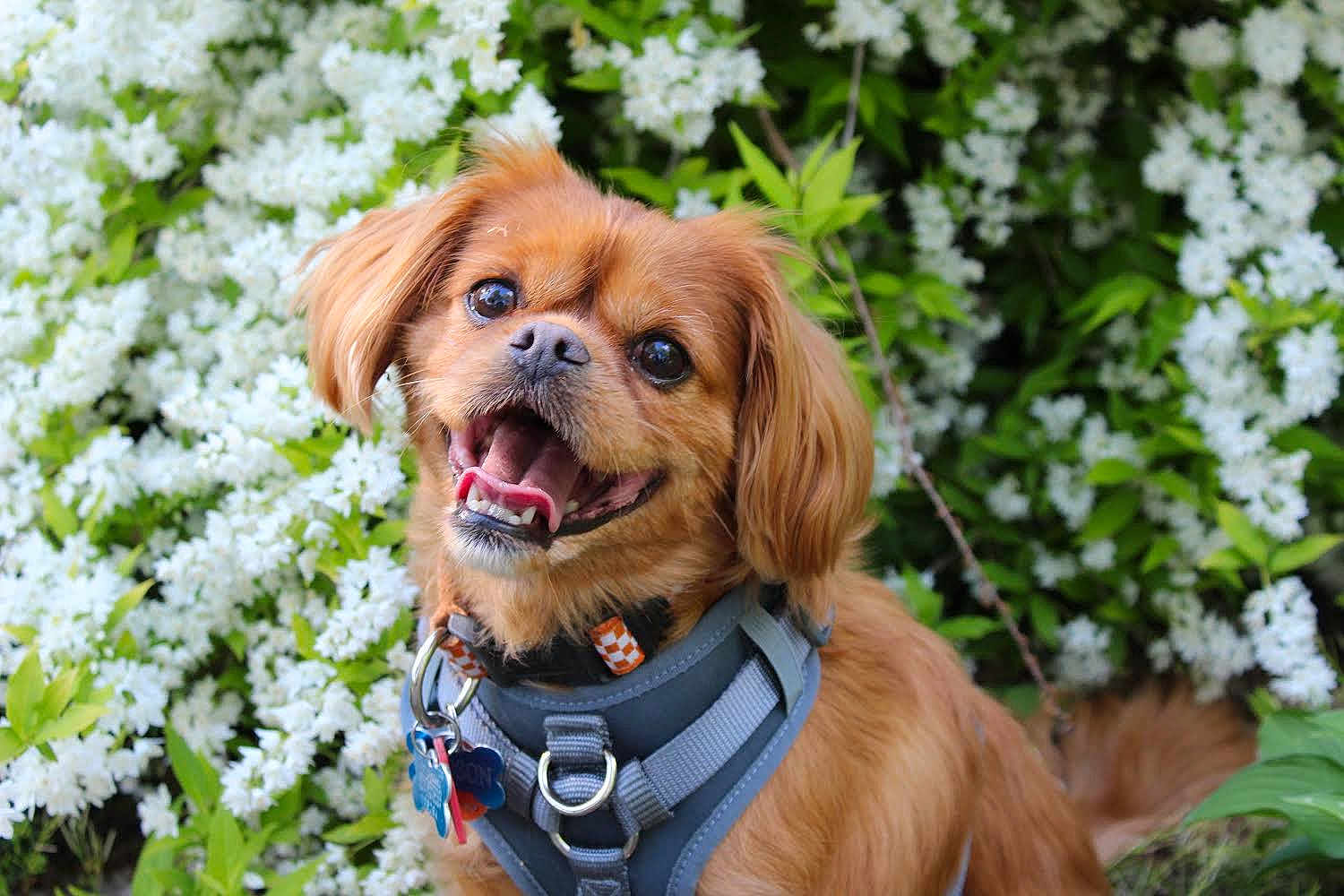 Hudson is registered to the contest to win money with this photo: dog, pet, brown_fur, harness, happy, outdoor, flowers, greenery, nature, canine, animal, cute, portrait, smiling, tongue, ears, collar, tag, fur, garden