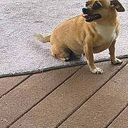Raccoon joined the competition — help win amazing prizes! dog, small_dog, tan_dog, pet, animal, outdoor, rug, wooden_deck, grass, tongue_out, curious, playful, sitting, fur, ears, paw, canine, companion, domestic_animal, side_view