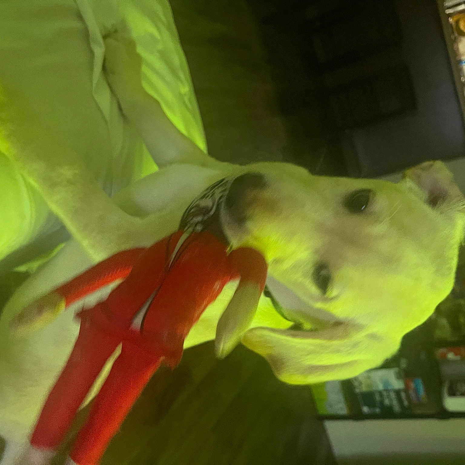 Chubby is registered to the contest to win money with this photo: animation, art, bone, eye, fictional_character, human_body, jaw, petal, plush, room, snout, stuffed_toy, toy, visual_arts