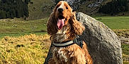 Billy a rejoint le concours — aidez-le/la à gagner de superbes lots ! dog, dog_breed, dog_hiking, dog_like_mammal, english_cocker_spaniel, fell, grass, hill, mountain, mountain_range, national_park, rock, spaniel