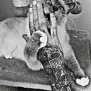 Everest participe au concours pour gagner de l'argent avec cette photo : cat, tattoo, hand, playing, bite, claw, cat_tree, feline, pet, paw, scratching_post, indoor, animal, fur, whiskers, claws, closeup, black_and_white, expression, interaction