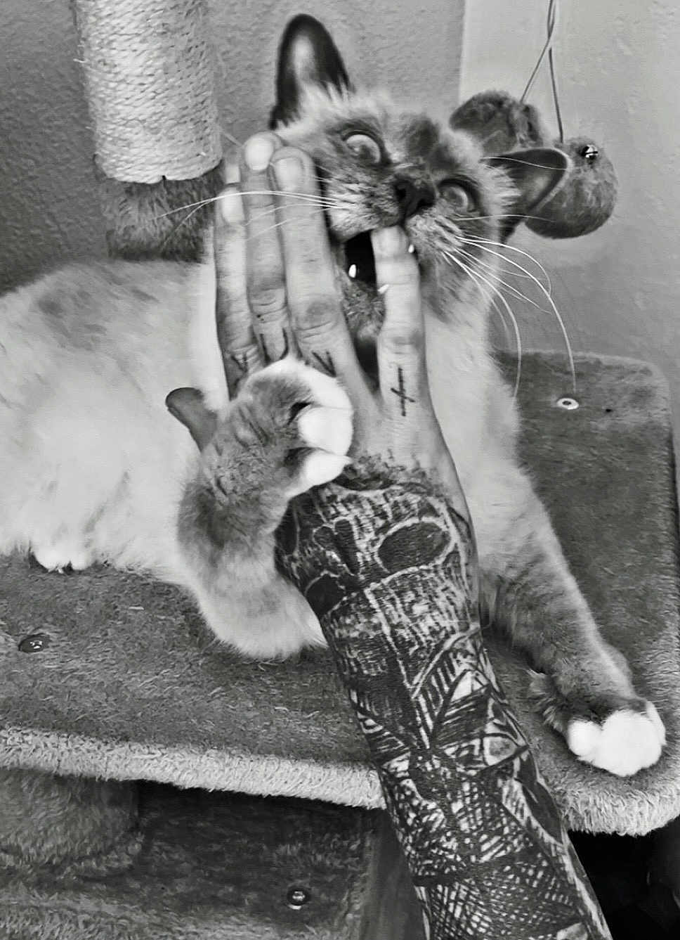 Everest participe au concours pour gagner de l'argent avec cette photo : cat, tattoo, hand, playing, bite, claw, cat_tree, feline, pet, paw, scratching_post, indoor, animal, fur, whiskers, claws, closeup, black_and_white, expression, interaction