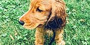 Lola participe au concours pour gagner de l'argent avec cette photo : american_cocker_spaniel, basset_fauve_de_bretagne, carnivoran, companion_dog, dog, dog_breed, dog_like_mammal, english_cocker_spaniel, field_spaniel, grass, irish_setter, mammal, puppy, snout, spaniel, sussex_spaniel