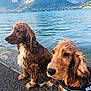 Lola participe au concours pour gagner de l'argent avec cette photo : companion_dog, dog, dog_breed, dog_like_mammal, english_cocker_spaniel, irish_setter, snout, spaniel
