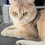 Vita participe au concours pour gagner de l'argent avec cette photo : cat, green_eyes, fluffy, relaxed, indoor, close_up, pet, feline, whiskers, soft_fur, paws, gray_surface, cute, animal, domestic_cat, portrait, resting, curious, calm, household