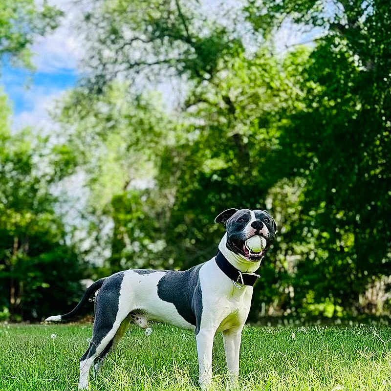 King joined the competition — help win amazing prizes! animal, bostonbull, boxer, bulldog, canine, dog, grass, greatdane, hound, land, nature, outdoors, person, pet, pitbull, plant, pointer, puppy, vegetation, walkingdog