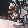 Lincoln is registered to the contest to win money with this photo: animal, black, brown, canine, comfortable, cozy, cute, dog, fur, indoor, napping, pet, pet_accessory, puppy, relaxed, resting, sleeping, small_dog, stroller, wheel